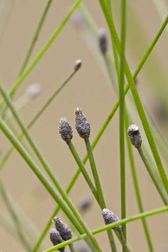 Eleocharis obtusa #9